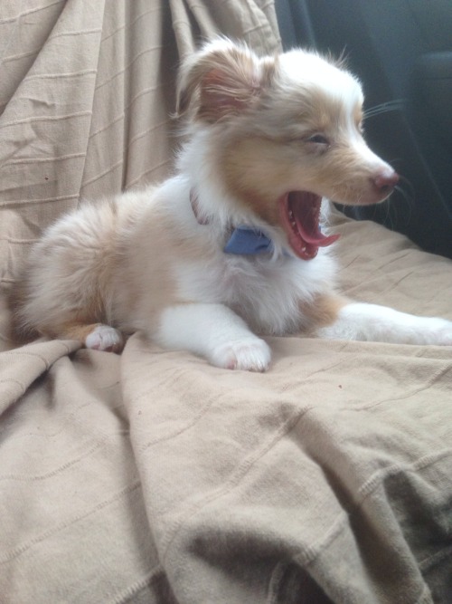 shoulderblades:  robbvious:  Wesley in the car, a short story  I LOVE DOGS 