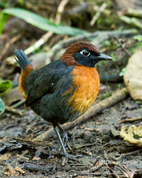 Photo of the Day – The Rufous-breasted Antthrush (Formicarius rufipectus) is similar to other member