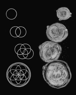 chaosophia218: First few stages of embryonic cell division correspond to Flower of Life pattern, which depicts fundamental aspects of space and time. 