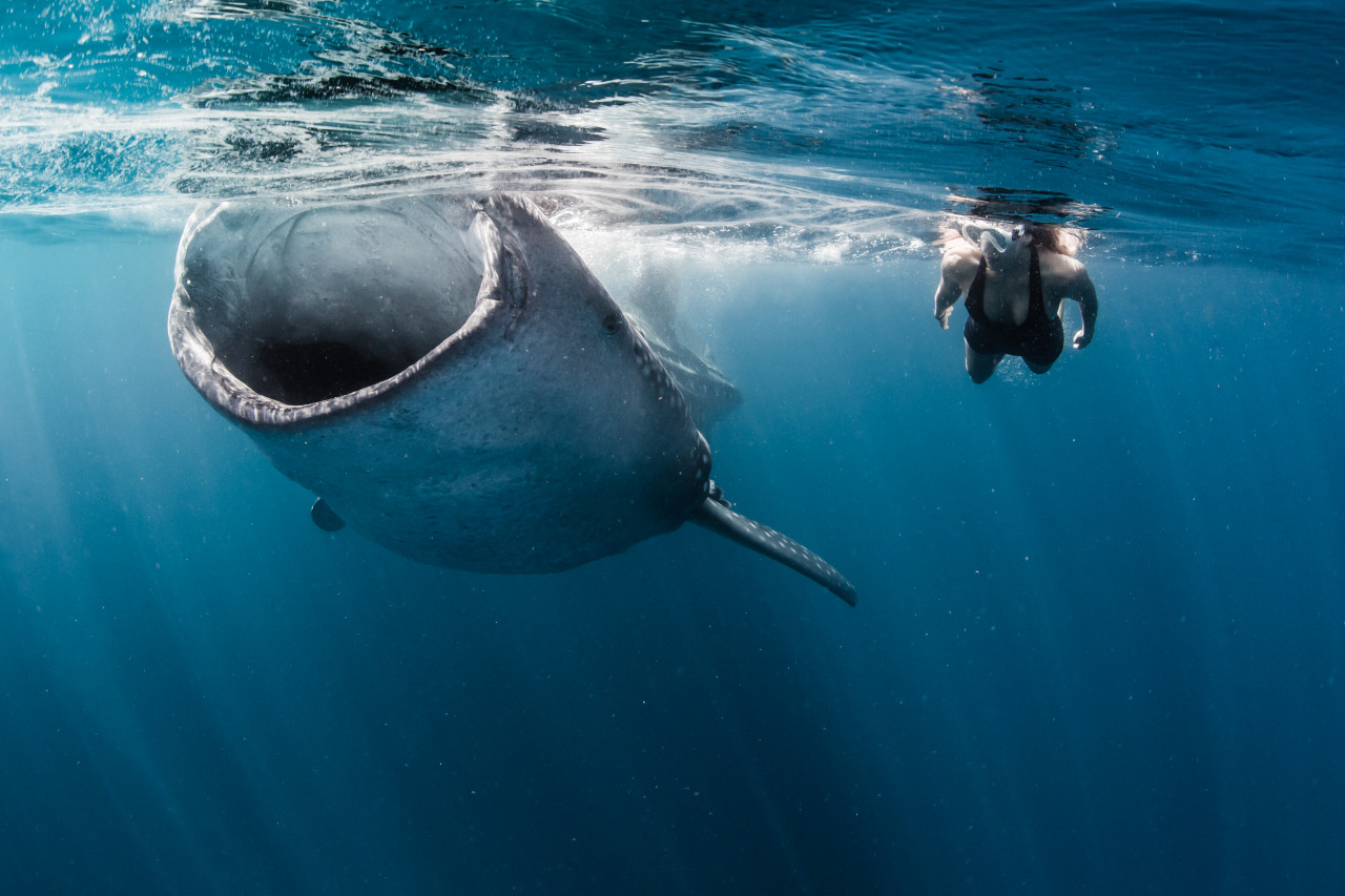 nubbsgalore:  photos by shawn heinrichs in oslob, philippines and isla mujeres,