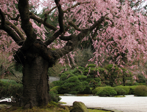 kvnai: Japanese Garden - Flat Garden 01  by   Jared NunemacherA tree blossoms in the Flat 