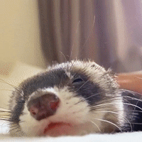 I Am A Ferret Named SweetTart.