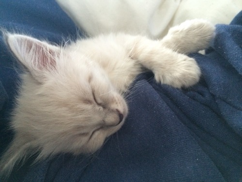 brxkenpetal:  sleepy little noah