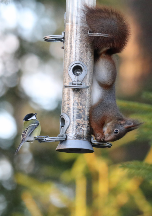 The squirrel’s got the hang of it.