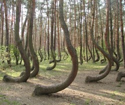 unexplained-events:  In a tiny corner of western Poland a forest of about 400 pine trees grow with a 90 degree bend at the base of their trunks - all bent northward. Surrounded by a larger forest of straight growing pine trees this collection of curved
