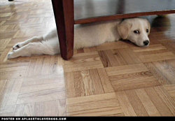 aplacetolovedogs:  Cute puppy, a little scared on her first day in her new home, takes comfort in hiding under a table For more cute dogs and puppies