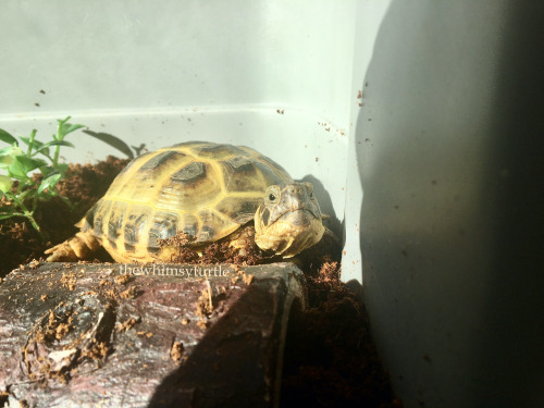 Mom, this shadow is trespassing in my corner!  Make this rude shadow move away!