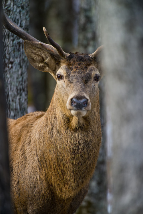 waasabi:  Bull Elk by Michael Cummings