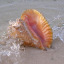 the-leeannemontgomery:openbutterflylips-deactivated20:Uh huh…