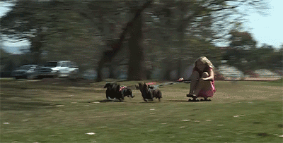 sizvideos:  Funny Daschund Chariot - Watch the full video 