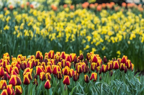 Keukenhof Gardens, Netherlands