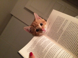 telesilla:  awesome-picz:  Cats That Need Your Attention The Exact Moment You Start Reading    Cats Against Literacy