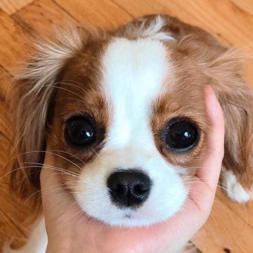 aww-so-pretty:Nessa the Cavalier