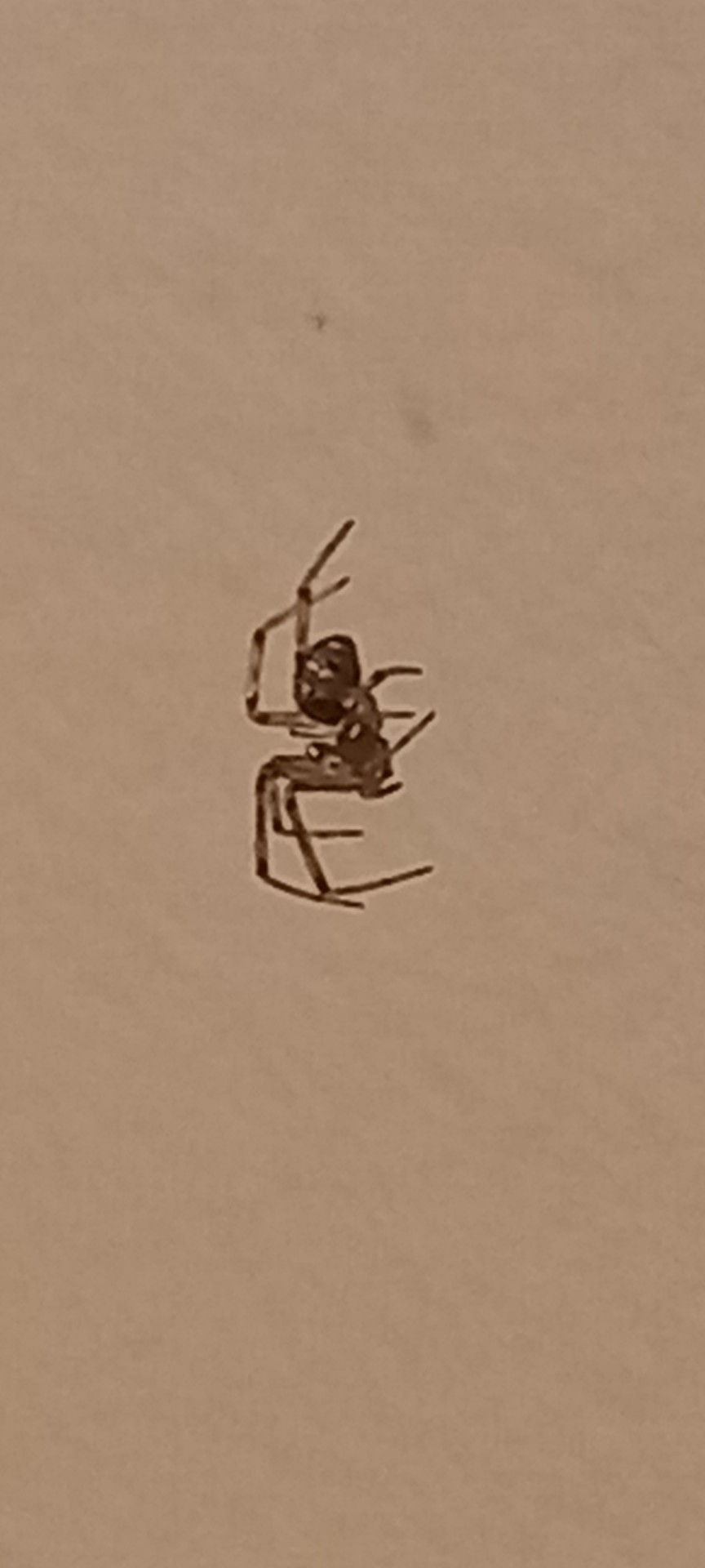 Lil Spider Nearby
