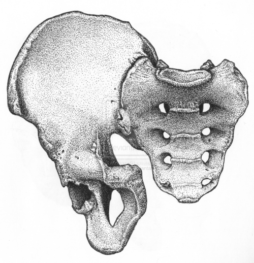 Right Innominate And Sacrum Frontal View by BlackPariahDogMale, late 40s/early 5os, pathology at the