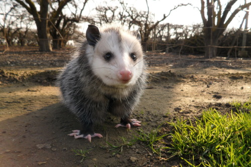 opossummypossum:In spite of their apparent primitiveness and small brain size, opossums have a remar