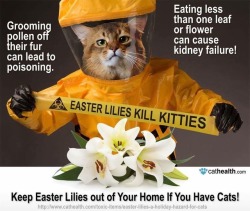 theexoticvet:Every year I diagnose at least one cat with renal failure due to lily poisoning. If you have cats please don’t have lilies.