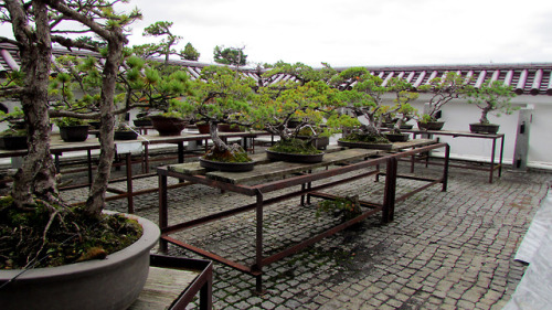 21/09/2018 - Aizu, Day One!Very first step: the Tsurugajô castle. It has been entirely destroy