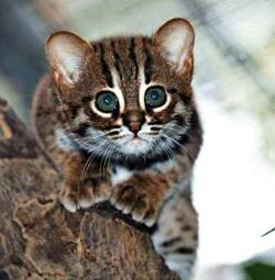 dawwwwfactory:  Meet The Rusty-spotted cat. One of the smallest cat species in the world, the Rusty- Spotted Cat has been called the hummingbird of the cat family as at full grown they end up being half the size of a typical domestic cat. Click here for