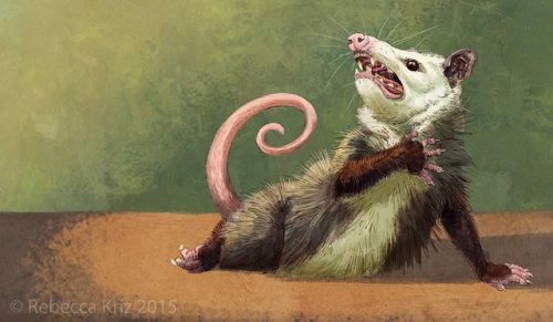 simonalkenmayer: branwyn-says:  dadalux: “Amateur Opossum Actress” by Rebecca Kriz I object to the diminishment of this opossum’s OBVIOUS theatrical skill and training  I think…I think it’s a pun? “Playing Opossum” Telenovela Opossum. 