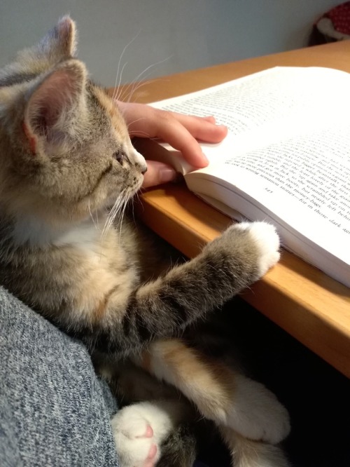 amongtomesandtales: Freddie and her book