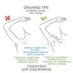 drawingden:  Quick Anatomy Tips by rm_manga