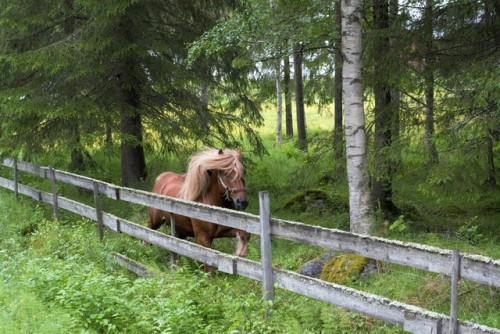 megarah-moon: morganathewitch: He followed us into the forest, he really wanted to join us for a wal