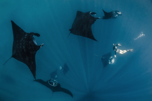 nubbsgalore: photos by thomas peschak and shawn heinrichs from the world’s largest sanctuary for man