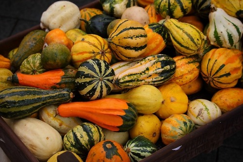 Different varieties of the Pumpkin (Cucurbita pepo) Seed source: www.saatkontor.de