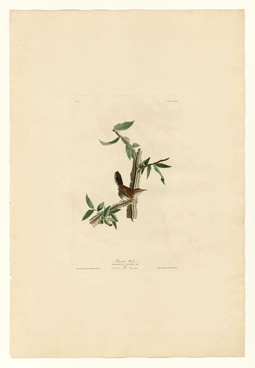 Plate 18. Bewick’s Wren, John James Audubon