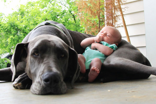 housewifesecrets:  johnnybee:  This made me mist up a little. Big pups being friends to human kids.  Those are their people too