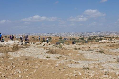 momo33me: 48 young olive trees destroyed in South Hebron Hills October 3, 2013 At Tuwani - This morn