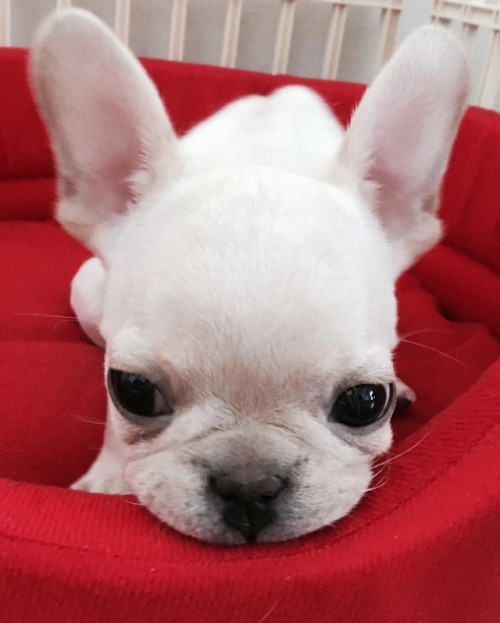 translatedvixx:Ongdongie (@badassthecrackkidz):2017.04.01 아빠 처음 만났덩.#frenchbulldog #cream #엉덩이 #bada