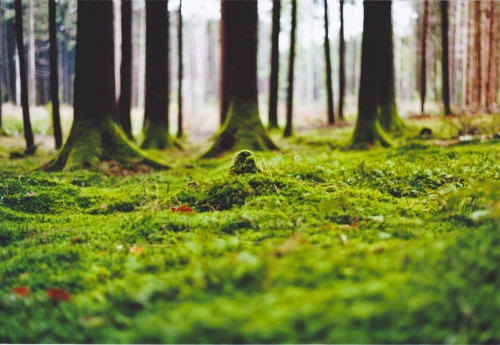 -Deep Forest-south styriaMinoltaSRT101b   |   KodakPorta160   |   FilmNo. XVI