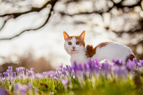 lainphotography: Kitty and Daphne