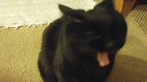 unflatteringcatselfies: This is Stanley. His nicknames include: spunky stan, spastic stan, stan lee,