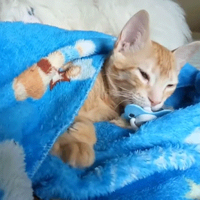 Cat With Paci