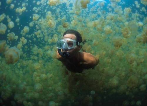 Welcome to the weird and wonderful world of Jellyfish Lake.This marine lake is situated on Eil Malk,