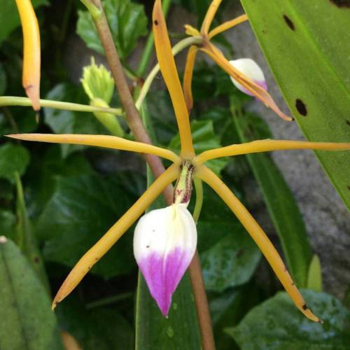 Prosthechea brassavolae is an orchid (Orchidaceae) in the subfamily Epidendroideae. This species is 