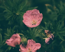 where-we-live:  Strawberry leaves + pink flowers 