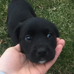 awwww-cute:  My buddy’s new puppy is aww