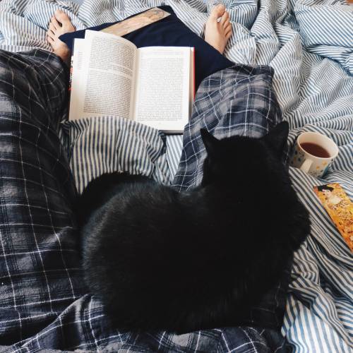 bookscallingproject: Well, I’ll just read a book instead.That’s my 15-year-old cat Maxi