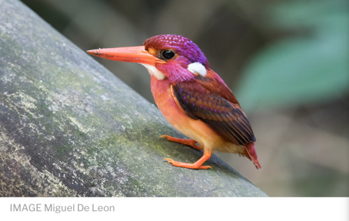 (via South Philippine Dwarf Kingfisher photographed for the very first time : NatureIsFuckingLit)