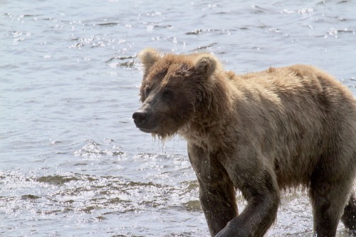 highways-are-liminal-spaces: The Brown Bears of Brooks Falls, Katmai National Park, Alaska (part II)