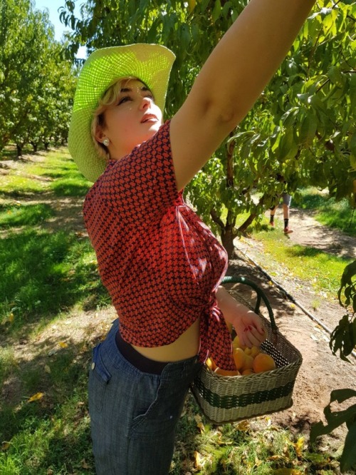 stefaniaferrario:Collecting peaches in Cobram Peachjack X3