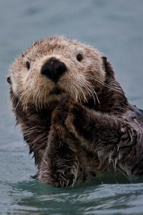 Porn wildlifepower:   SEA OTTERS TIME!!! The sea photos