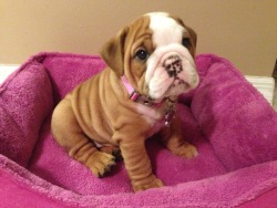 my boyfriend got me the cutest bulldog puppy for our 5 year anniversary :&rsquo;) her name is rollie