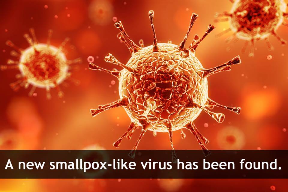 scienceyoucanlove:     Researchers have found a new virus related to smallpox. So