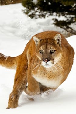 waasabi:  Winter Cougar by Christopher R. Gray 