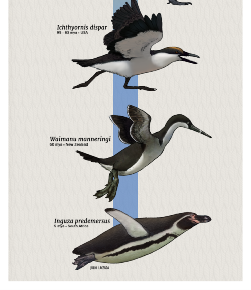 paleoart:Penguins are really magnificent.I’m working on a series of infographics roughly representin